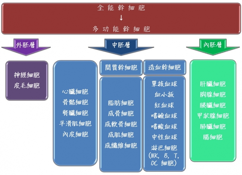 全能幹細胞圖表分析